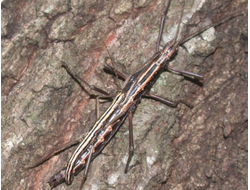 Палочник полосатый американский (Anisomorpha buprestoides)