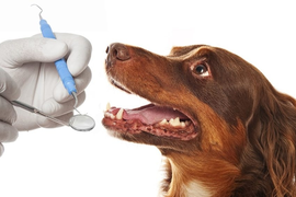 СТОМАТОЛОГИЯ