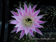 Echinopsis hybrid `Ave Maria` x Echinopsis subdenudata - 5 семян