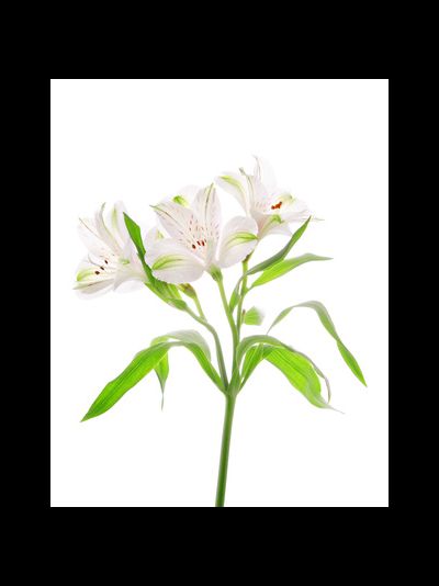 Альстромерия белая