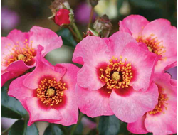 Ай Он Ми (Eye On Me)