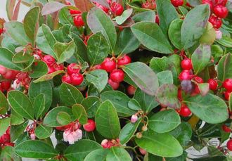 Грушанка, Гаультерия лежачая, (Gaultheria procumbens) (5 мл)  - 100% натуральное эфирное масло