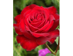 Штёртебекер (Störtebeker) ВЕСНА