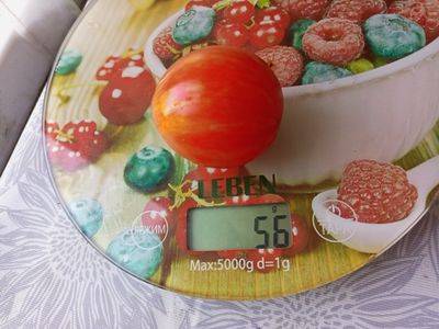 Томат гном Дельта Дивер желтый (Delta Diver yellow)  США