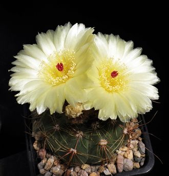 Notocactus ottonis VG-449 - 5 семян