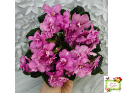 РС-Вещунья (С. Репкина) 2021 г. (клакамас с кроновой пестролистностью)