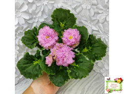 ЛЕ-Медуница (Е. Лебецкая) 2020 г. (сортовая омоложенная розетка)