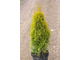 Туя западная Golden Smaragd