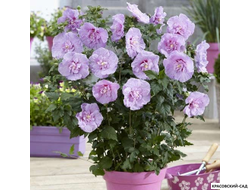 Гибискус Лавендер Шифон - Lavender Chiffon