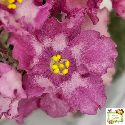 Aftershock (P. Sorano)