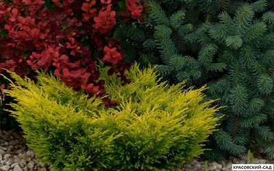 Можжевельник горизонтальный Лаймглоу - Lime Glow