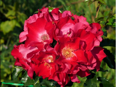 Дортмунт (Dortmund)