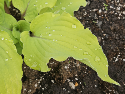 Хоста Phoenix Feathers