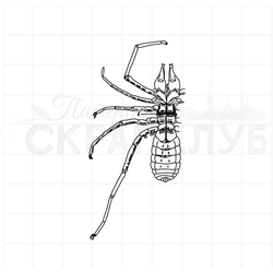 Штамп для скрапбукинга строение паука