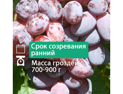 Урум