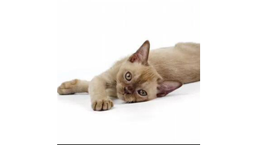 шоколадный котенок бурмы