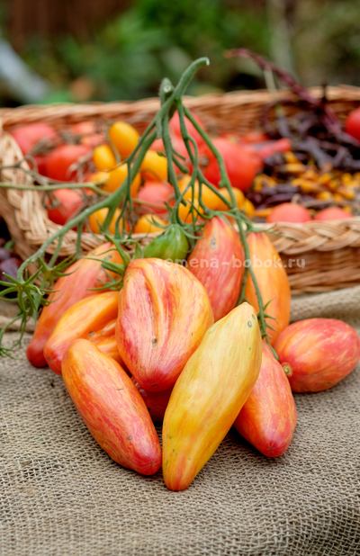 Томат Желтый Тюльпан, 5 шт