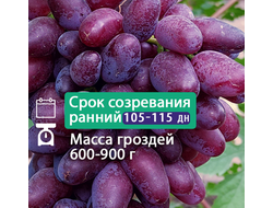 Байконур (однолетний)