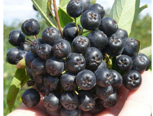Арония сливолистная Викинг  3-х летка