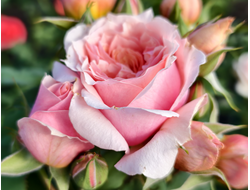 Поль Бокюз (Paul Bocuse)