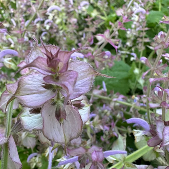 Шалфей мускатный (Salvia sclarea), цветущие верхушки, Индия (30 мл) - 100% натуральное эфирное масло