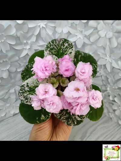 Rose Bouquet (G.T.Smith) (9028) 04/12/2001