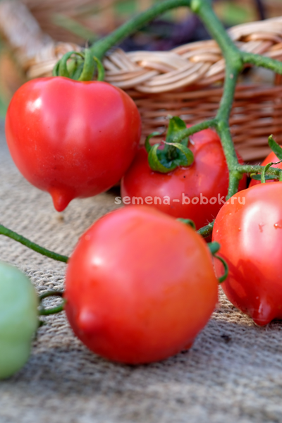 Томат Юбилейный Тарасенко, 10 шт