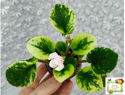 LV-15 сеянец (Л. Шевелёва) (стартер)