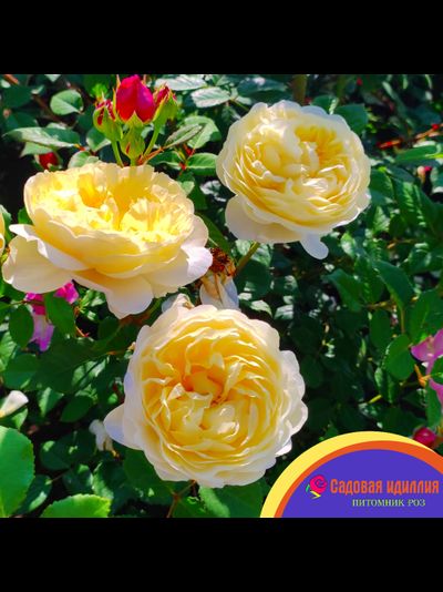 Зе Поэтс Вайф (The Poet's Wife)