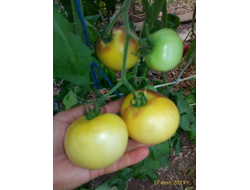 Томат Отличный белый блюз (Великолепный белый блюз, Great white blues)