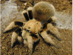 Афонопельма Смита (Aphonopelma schmidti)