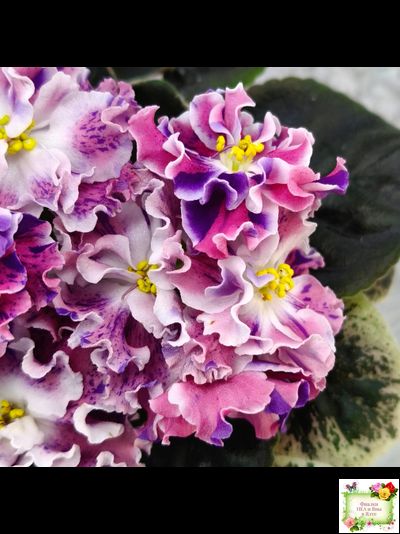 ТФ-Confetti (Т. Фурлетова) 2024 г.