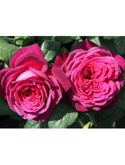 Иоган Вольфганг фон Гете (Johann Wolfgang von Goethe)