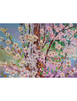 Вишня в цвету