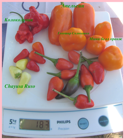 перец сладкий Апельсин