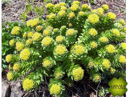 РОДИОЛА САХАЛИНСКАЯ (ЗОЛОТОЙ КОРЕНЬ)