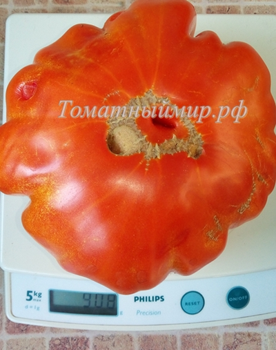Томат Гигант Фарина (Gigante Farina, Италия)