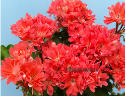 Пеларгония Ирида Катеринка