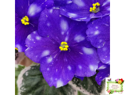 Rivermist Galaxy (J.Baker) (10973) 04/13/2018