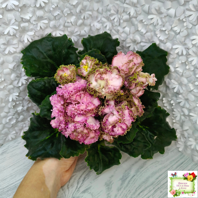 ЛЕ-Медуница (Е. Лебецкая) 2020 г.