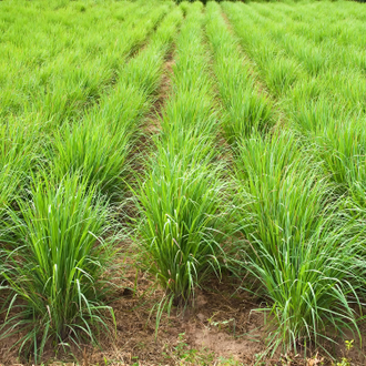 Лемонграсс (Lemongrass/Cimbopogon citratus) Иран, 5 мл - 100% натуральное эфирное масло