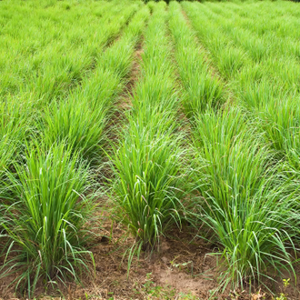 Лемонграсс (Lemongrass/Cimbopogon citratus) (5 мл) - 100% натуральное эфирное масло