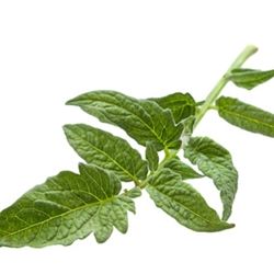 Tomato Leaf (KAE) / Томатный лист аккорд