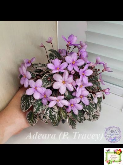 Adeara (P. Tracey) (3975) 06/02/1980 трейлер