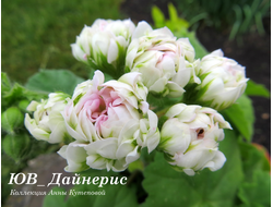 Пеларгония Дайнерис фото