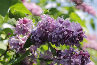 Сирень обыкновенная Великая Победа