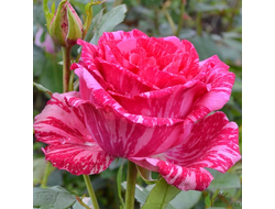 Пинк Интуишн