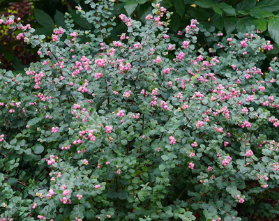 Снежноягодник Доренбоза 'Magic Berry'