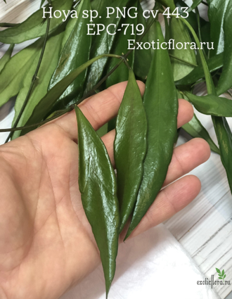 Hoya sp. PNG 443 epc 719