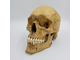 череп, ариец, офицер, фриц, кость, скелет, черепок, skull, голова, труп, человек, лицо, останки